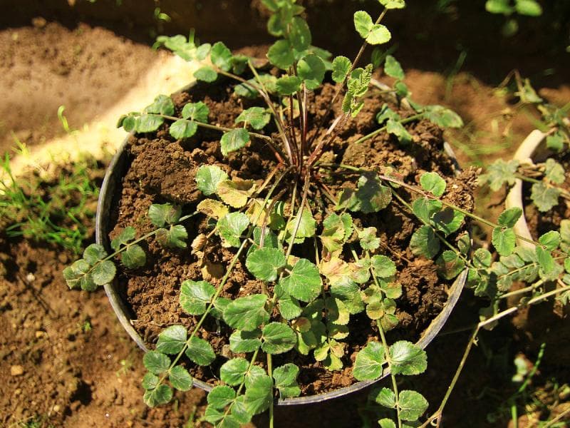 Purwaceng, tanaman yang dikenal sebagai bahan obat kuat khas Dieng. (indonesiakaya.com)
