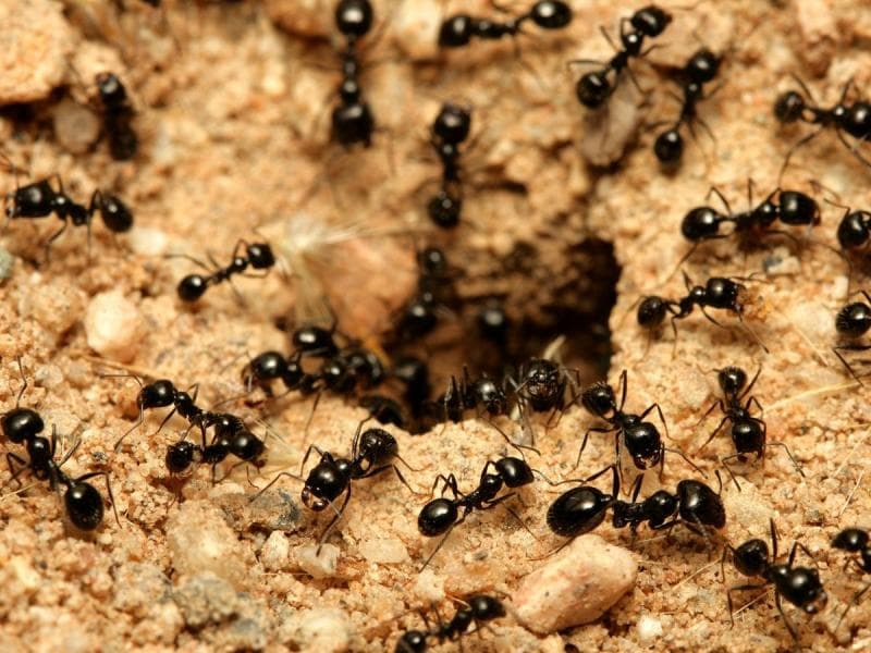 Semut terlatih dapat mendeteksi sel kanker. (iStockphoto via Liputan6)