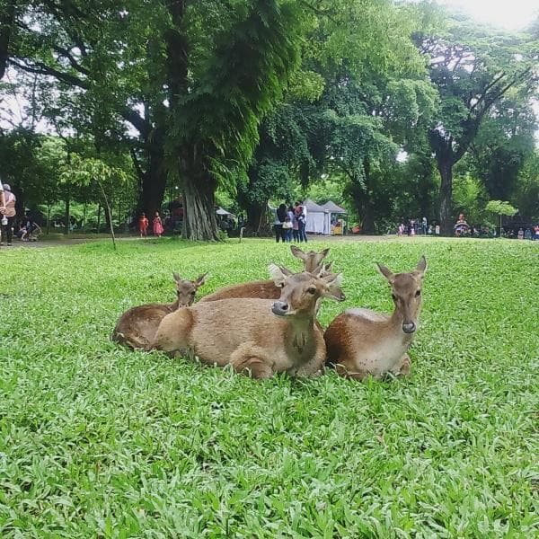 Rusa-rusa yang hidup di dalam Taman Balekambang. (instagram/nudyaas)