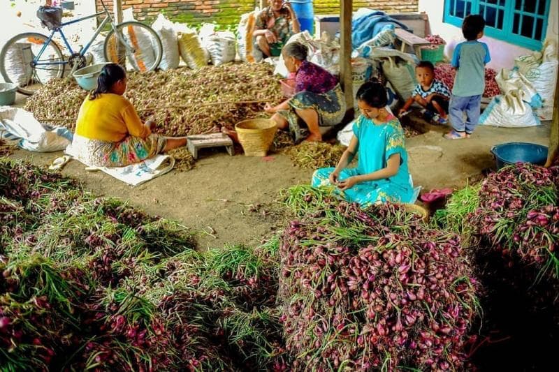 Bawang merah merupakan komoditas utama terbesar di Brebes (Instagram Explorebrebes_)