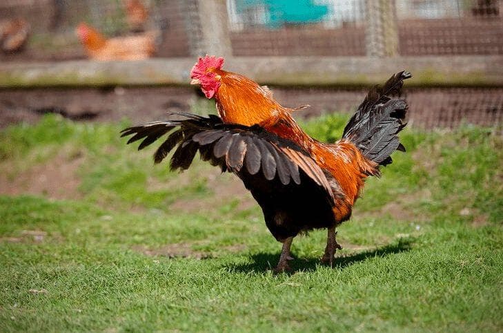 Ayam menjadi salah satu unggas yang sering dilibatkan dalam adat-adat di Indonesia. (Hobiternak)