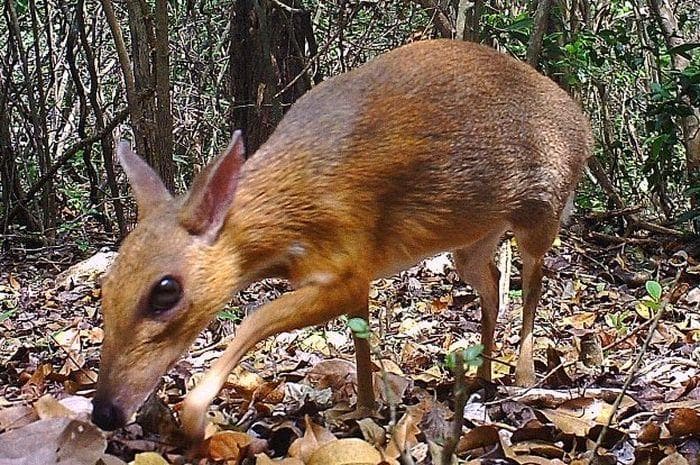 Kancil llangka yang cerdik. (AFP PHOTO/Southern Institute of Ecology/Global Wildlife Conservation/Leibniz Institute for Zoo and Wildlife Research/NCNP)