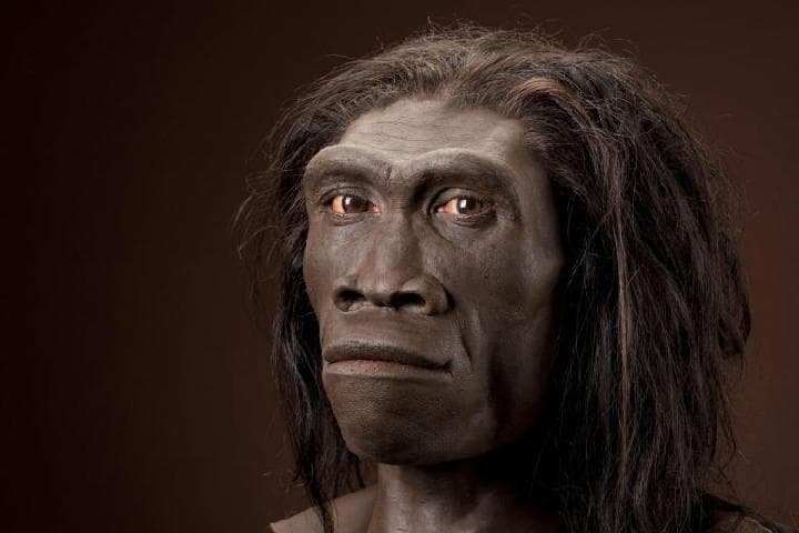 Ilustrasi Homo Erectus Bumiayu, yang kini diperkirakan sebagai manusia purba tertua di Indonesia.&nbsp;(Twitter @gotongroyong33)
