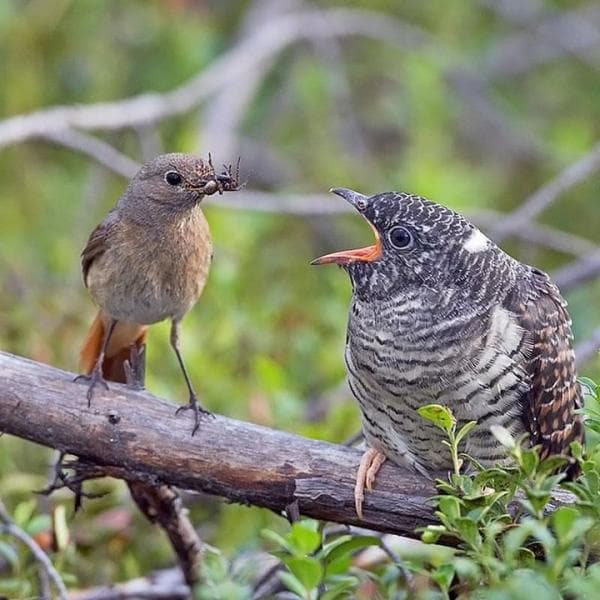 Katanya, burung kedasih juga memiliki julukan burung paling licik sejak lahir. (Instagram/Majalahburung)