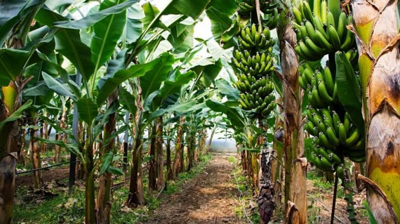 Petani salak Banjarnegara mulai banyak yang beralih jadi petani pisang. (Suara/Shutterstock)