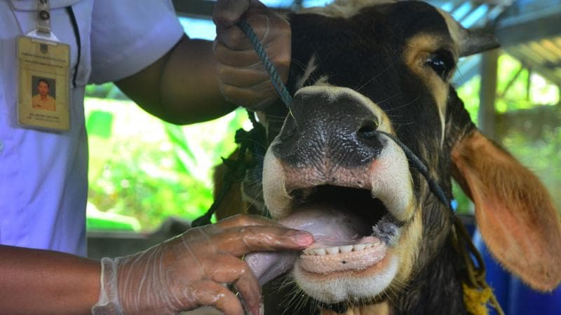 Penyakit mulut dan kuku (PMK) pada hewan ternak. (Antara Foto/Yusuf Nugroho)