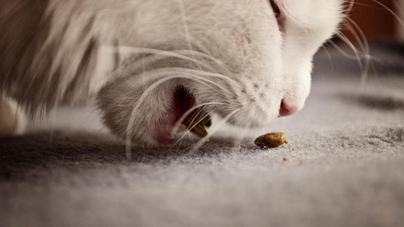 Biasanya <i>hairball</i> dapat dikeluarkan kembali oleh kucing melalui kotoran dan muntahan. (pixabay)