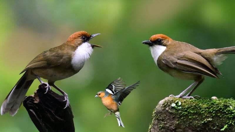 Kicauan burung mempersepsikan bahwa tempat yang kita tinggali adalah tempat yang aman dan damai. (Hewanesia)