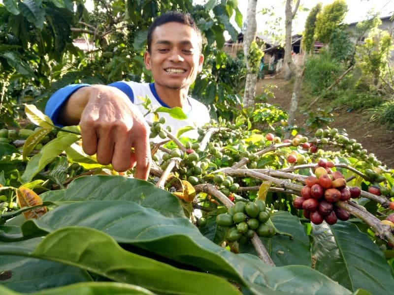Ilustrasi: Tradisi Wiwit Kopi dilakukan jelang panen raya kopi di Desa Colo, Kudus, Lereng Muria. (Media Indonesia/Eva Pardiana)