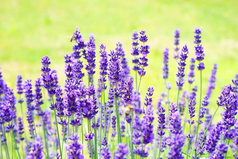 Bunga-bunga berbau menyengat seperti lavender bisa mengusir tikus, ngengat, kutu, dan nyamuk. (Pixabay/Hans)