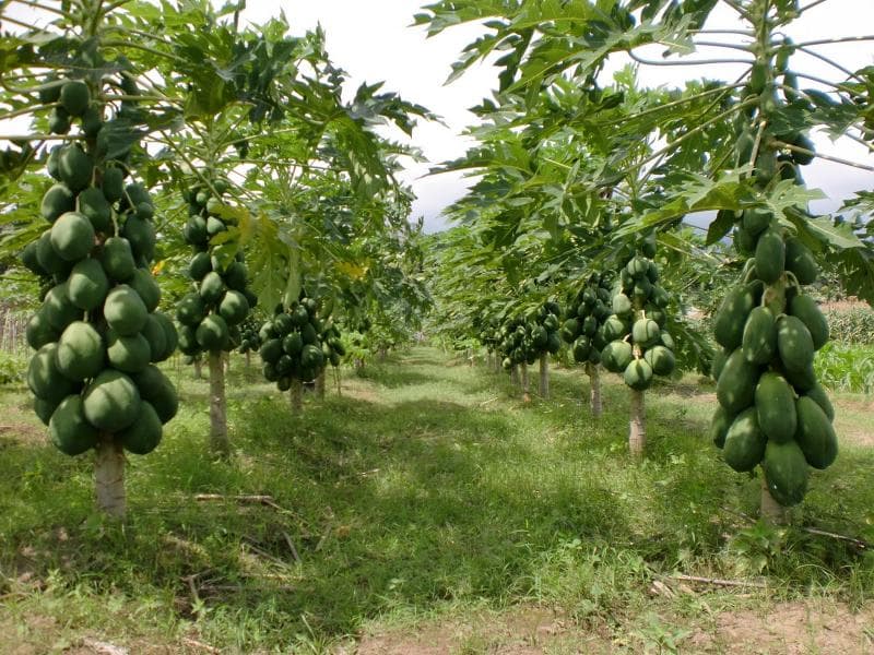 Petani carica di Wonosobo mengeluhkan harga jual buah ini yang rendah. (anjarsundari.com)