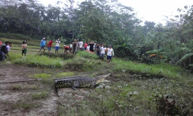 Buaya yang sempat ditemukan warga di Kali Luk Ulo. (Twitter @sarwapramana)