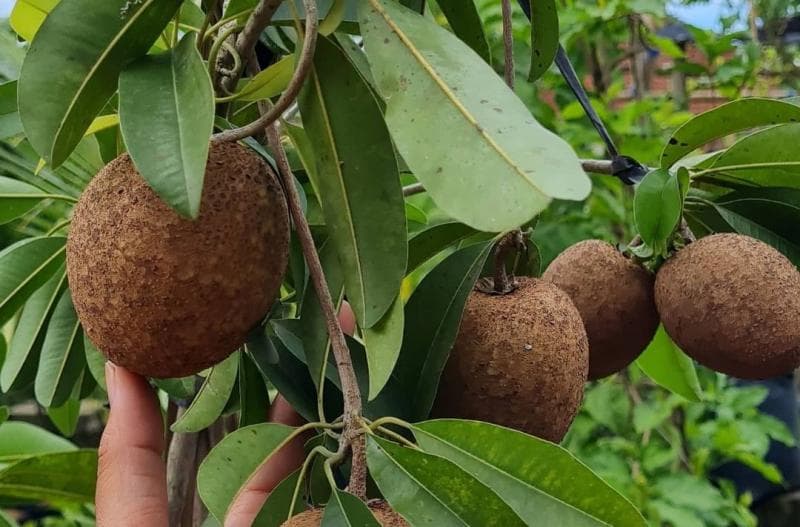 Menanam pohon sawo menjadi cara berkomunikasi keturunan Diponegoro. (Instagram/Bali Tabulampot)