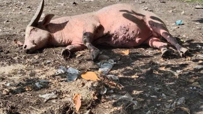 Kebo Bule Keraton Surakarta Mati Terkena PMK, Perayaan Malam 1 Sura Bagaimana?