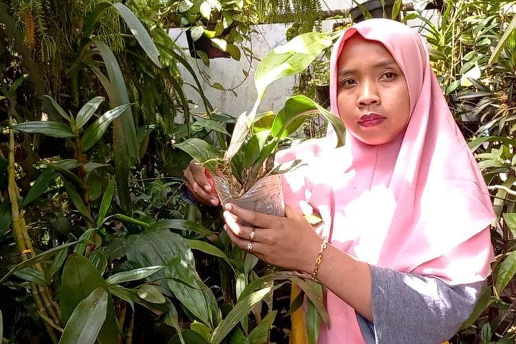 Ketika Budidaya Anggrek Spesies di Purworejo Berujung Cuan
