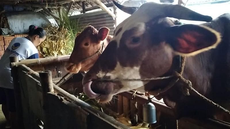 Ilustrasi: Pentupan pasar hewan di Jepara memberikan dampak baik bagi kasus PMK. (Mediaindonesia)