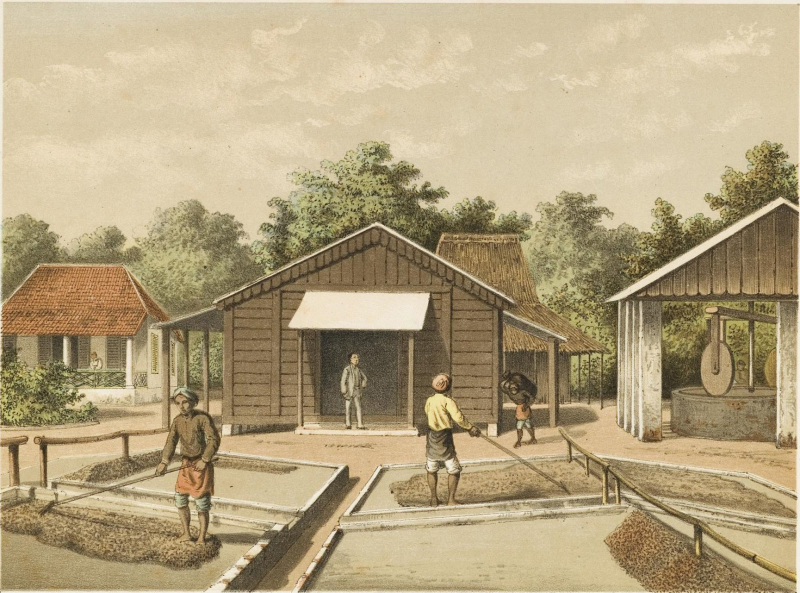 <i>Lukisan Josias Rappard sekitar tahun 1888 tentang pengolahan hasil perkebunan kopi di Lubuk Selasih, Solok. (Twitter @potolawas)</i>