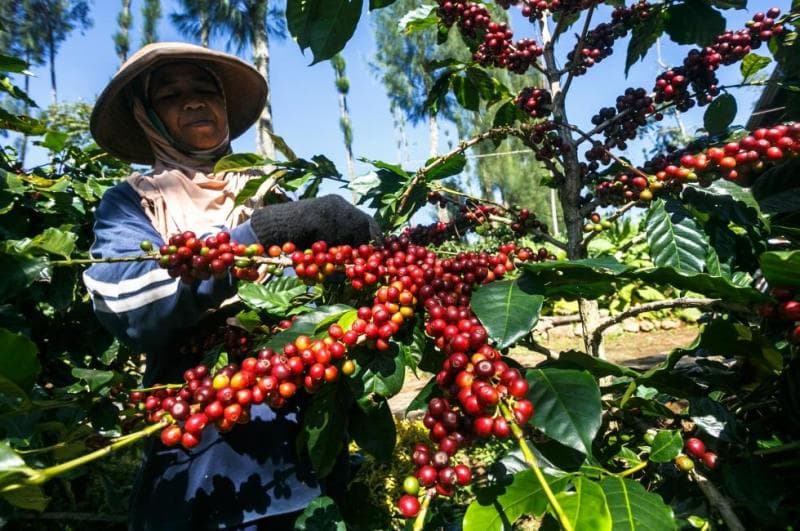 <i>Indonesia memiliki kopi asal Temanggung yang menjadi salah satu  kopi terbaik di dunia. (Lionmag)</i>