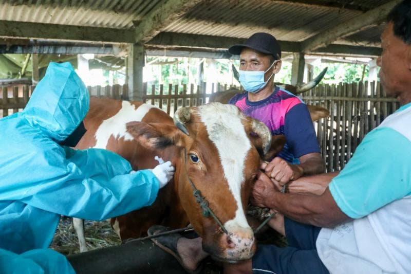 Ilustrasi: Vaksinasi pertama untuk kasus PMK di Jawa Tengah telah mencapai lebih dari 99 persen. (Jatengprov)