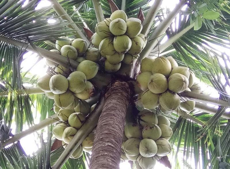 Kelapa genjah adalah salah satu jenis kelapa yang bisa berbuah lebih cepat. (Agrozine)