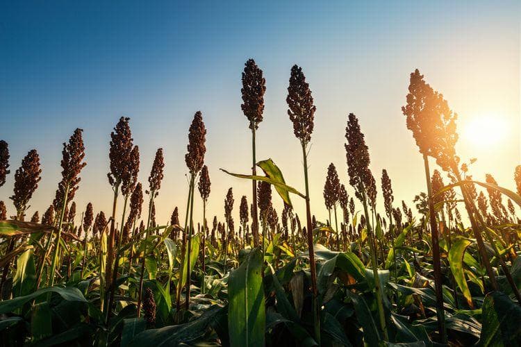 Bentuk tanaman sorgum mirip dengan jagung. (Shutterstock/Toppybaker)
