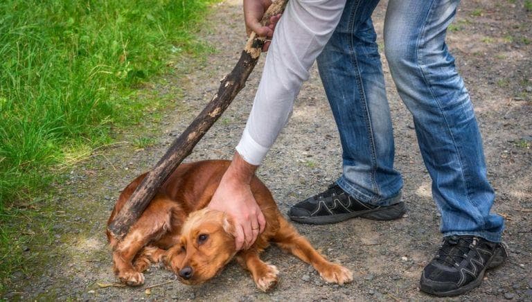 Orang yaang menganiaya hewan dan menyalahgunakannya sampai cacat bakal dipenjara selama 1 sampai 8 bulan atau denda Rp 1 juta sampai 3 juta. (Dogcouturecountry)