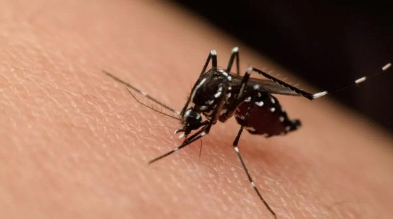 Nyamuk Aedes Aegypti penyebab DBD berkembang biak di tempat yang banyak airnya atau tempat penampungan air, seperti selokan, vas atau pot tanaman, tempat minum hewan peliharaan, kolam renang, atau tempat sampah. (Klikdokter)