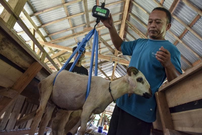 Ilustrasi: Ada 12 kambing di Desa Dongos Kecamatan Kedung yang terjangkit Penyakit Mulut dan Kuku (PMK). (MI/Antara)