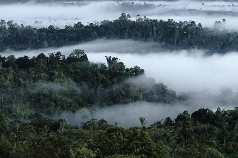 Ilustrasi: Hutan wisata bisa berkontribusi besar pada penurunan emisi karbon di Indonesia. (GNFI/Sumatran Tiger)
