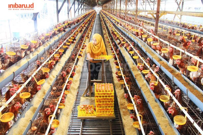 Ilustrasi: Para petani telur terancam merugi besar karena kenaikan BBM dan anjloknya harga telur di pasaran. (Inibaru.id/ Triawanda Tirta Aditya)