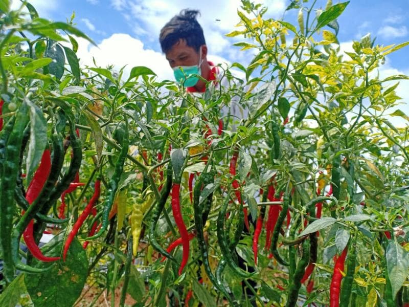 Naiknya sejumlah komoditas hortikultura, seperti cabai, bawang merah dan cabai hijau memengaruhi laju inflasi di Jateng. (Dok. Pemprov Jateng)