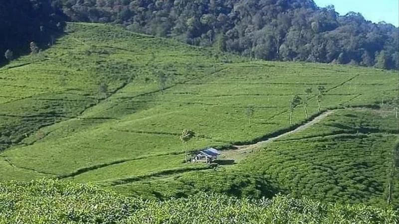 Dalam mengembangkan wisata perkebunan teh Medini, Kendal, masyarakat dan pemerintah setempat aktif berpartisipasi. (Jadesta.Kemenparekraf)