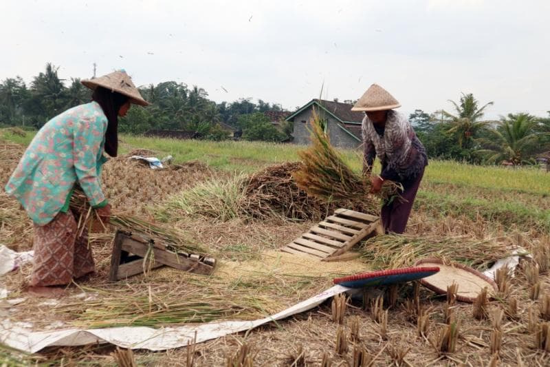 Petani sedang memisahkan gabah padi dari malainya menggunakan gabotan. (Mediacenter Temanggung)