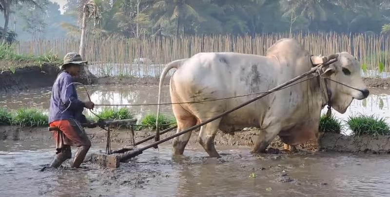 Gambaran seorang petani Jawa yang sedang membajak sawah menggunakan sapi. (Youtube/Extra Stock)