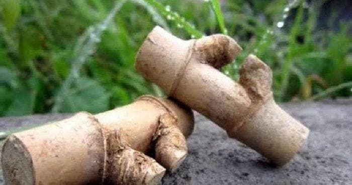 Pring Petuk, Pusaka Langka Berharga Ratusan Juta