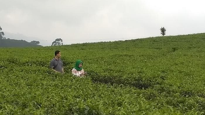 Kebun teh merupakan salah satu potensi alam dan wisata yang ada di Desa Wisata Kemuning. (Tribunsolo/Chrysnha Pradipha)
