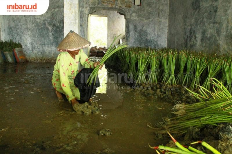 Pasijah tengah mempersiapkan propagul bakau untuk ditanam di sekitar rumahnya. Pasijah menjadikan mangrove sebagai benteng terakhir dari bahaya rob. (Inibaru.id/&nbsp;Triawanda Tirta Aditya)