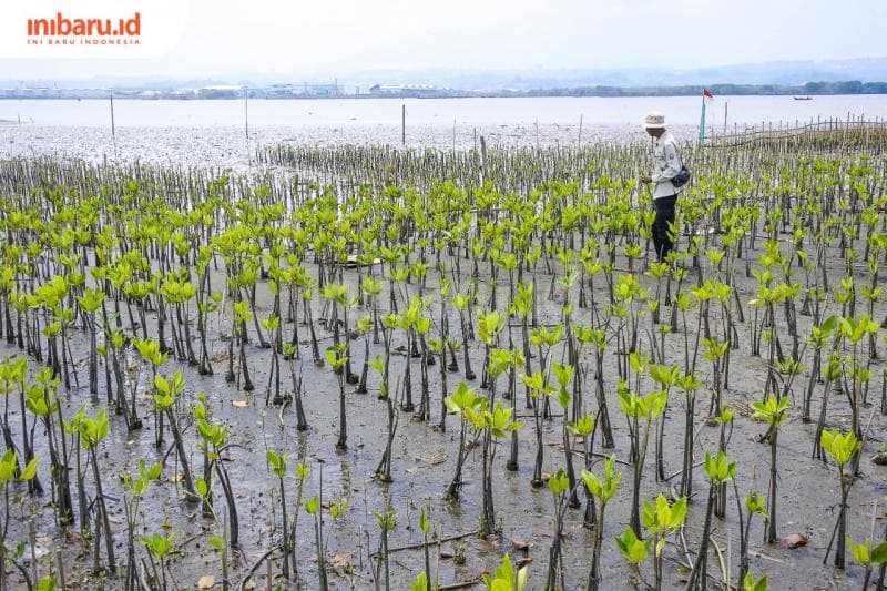 Penanaman bibit mangrove di garis pantai di Kelurahan Mangunharjo, Kecamatan Tugu, Kota Semarang. (Inibaru.id/ Galih PL)