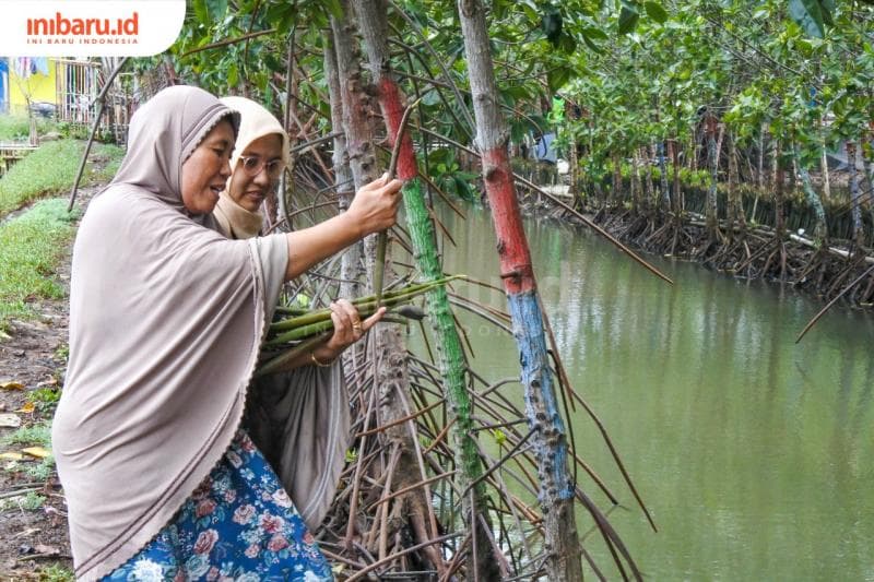 Nur Chayani atau Mamak tengah mengumpulkan propagul di sekitar tempat 'indukan' mangrove tak jauh dari rumahnya. (Inibaru.id/ Galih PL)