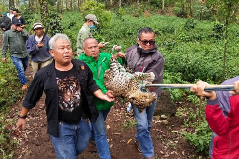 Evakuasi penyelamatan macan tutul jawa di perkebunan kopi milik warga di Kabupaten Bandung. (FK3I Jawa Barat)