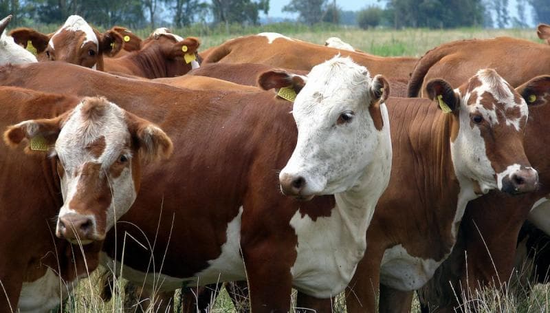 Ilustrasi: Biasanya sapi Australia akan disembelih saat bobotnya mencapai 300-350 kilogram. (AFP)