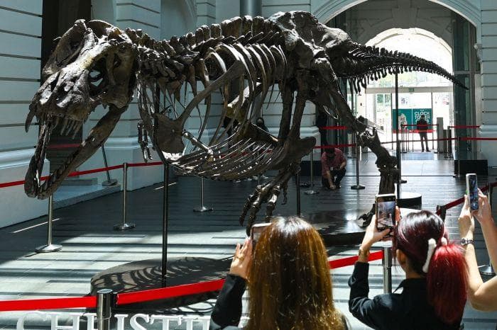 Ilmuwan: Berat T-Rex Terbesar Capai 15 Ton