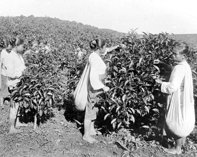 Istri dan anak-anak dipekerjakan di lahan pertanian pada masa Tanam Paksa. (Twitter/sejarahkitacom)