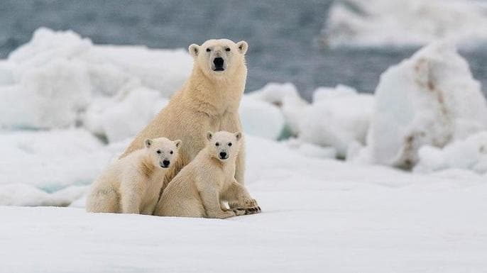Populasi beruang kutub di bagian barat Teluk Hudson, di ujung selatan Kutub Utara Kanada, menyusut drastis, khususnya jenis betina dan anak-anak. (Detik/CNN)