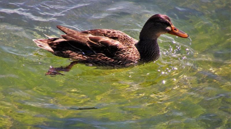 Ilustrasi duck syndrome. (Pixabay via Republika)