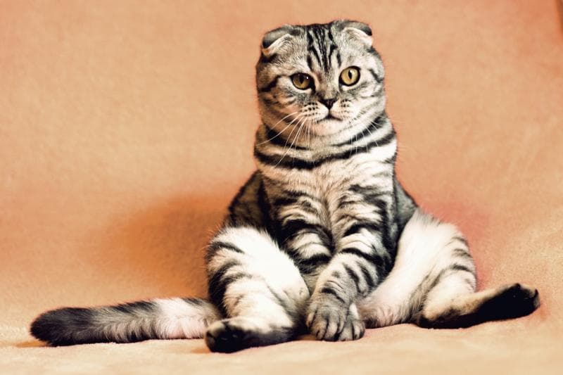Siapa sangka, memelihara kucing juga bisa membawa keberuntungan. (Pixabay/Kirgiz03)