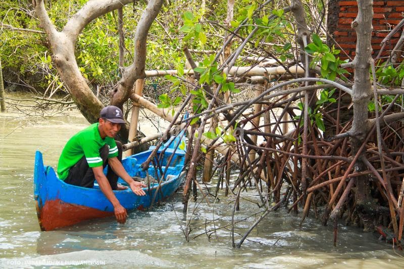 Ekwan, sulung dari pasangan Pasijah-Rohani saat ini berada di garda terdepan dalam menjaga ekosistem mangrove di Kampung Senik.
