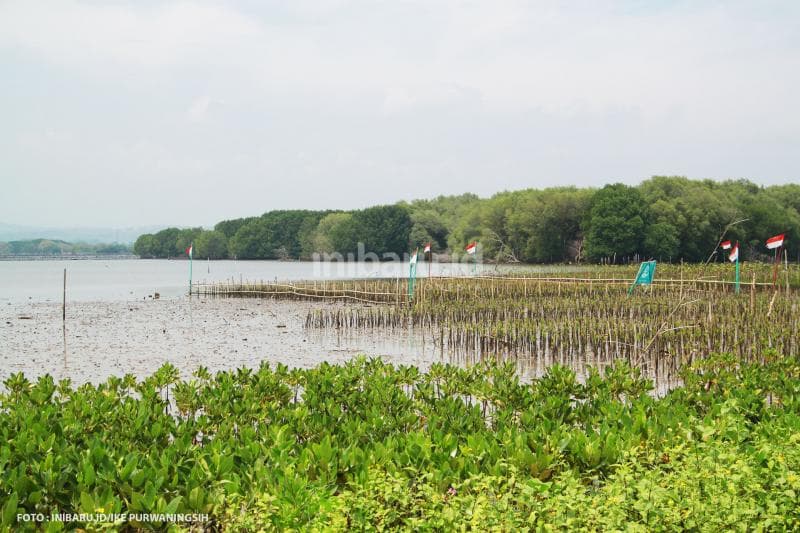 Pembibitan dan penanaman mangrove di Mangunharjo, Semarang.