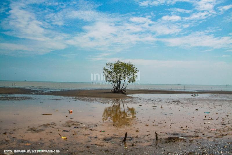 Pantai di Mangunharjo, Semarang, yang berjarak berkilo-kilometer dari daratan. Saat air laut surut, pantai yang kini mulai ditanami bibit mangrove itu menjadi hamparan daratan nan luas.&nbsp;