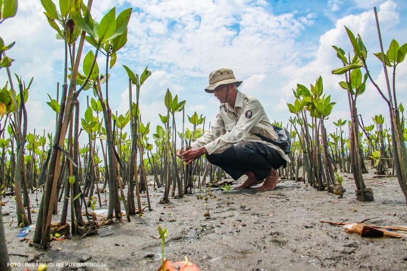 Sururi, pejuang mangrove asal Semarang, tengah mengontrol bibit-bibit bakau yang baru ditanam.